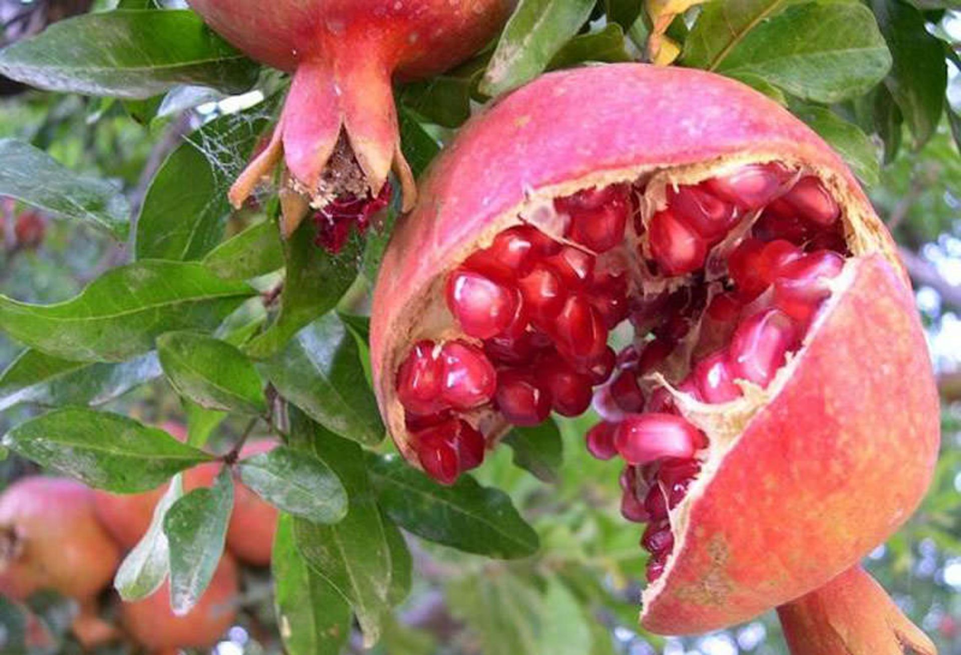 انار قندی رسیده نطنز