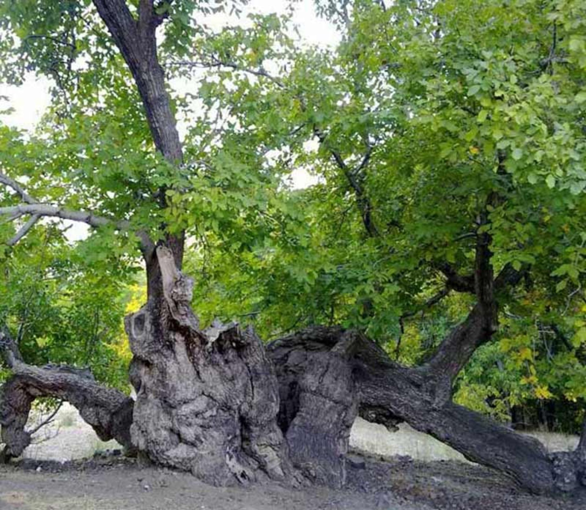 درخت سبز زیبا در روستای بیدخوان بردسیر