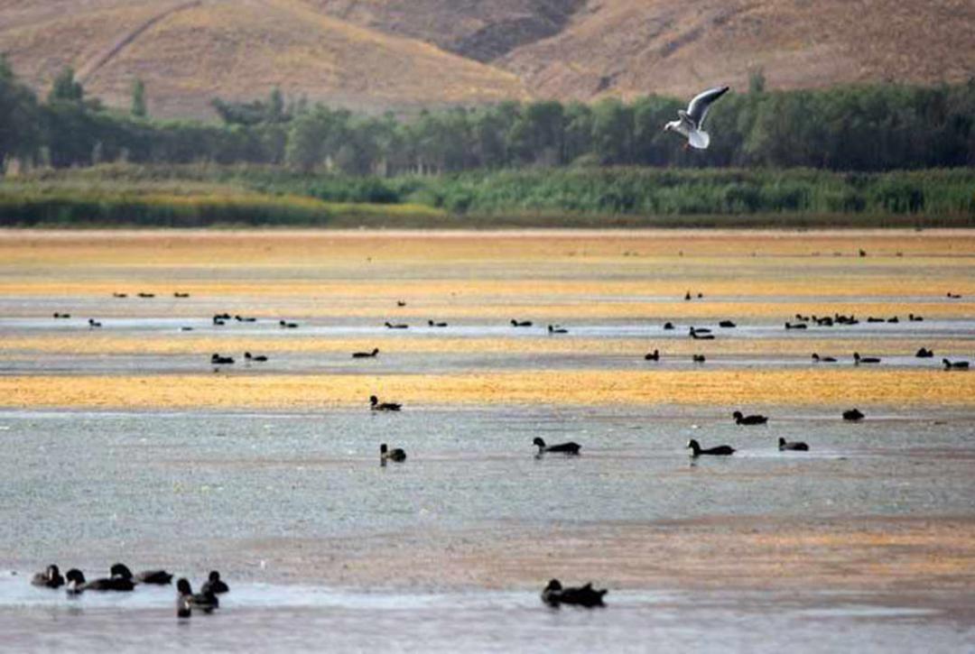 پرندگان مهاجر در تالاب قوری گل
