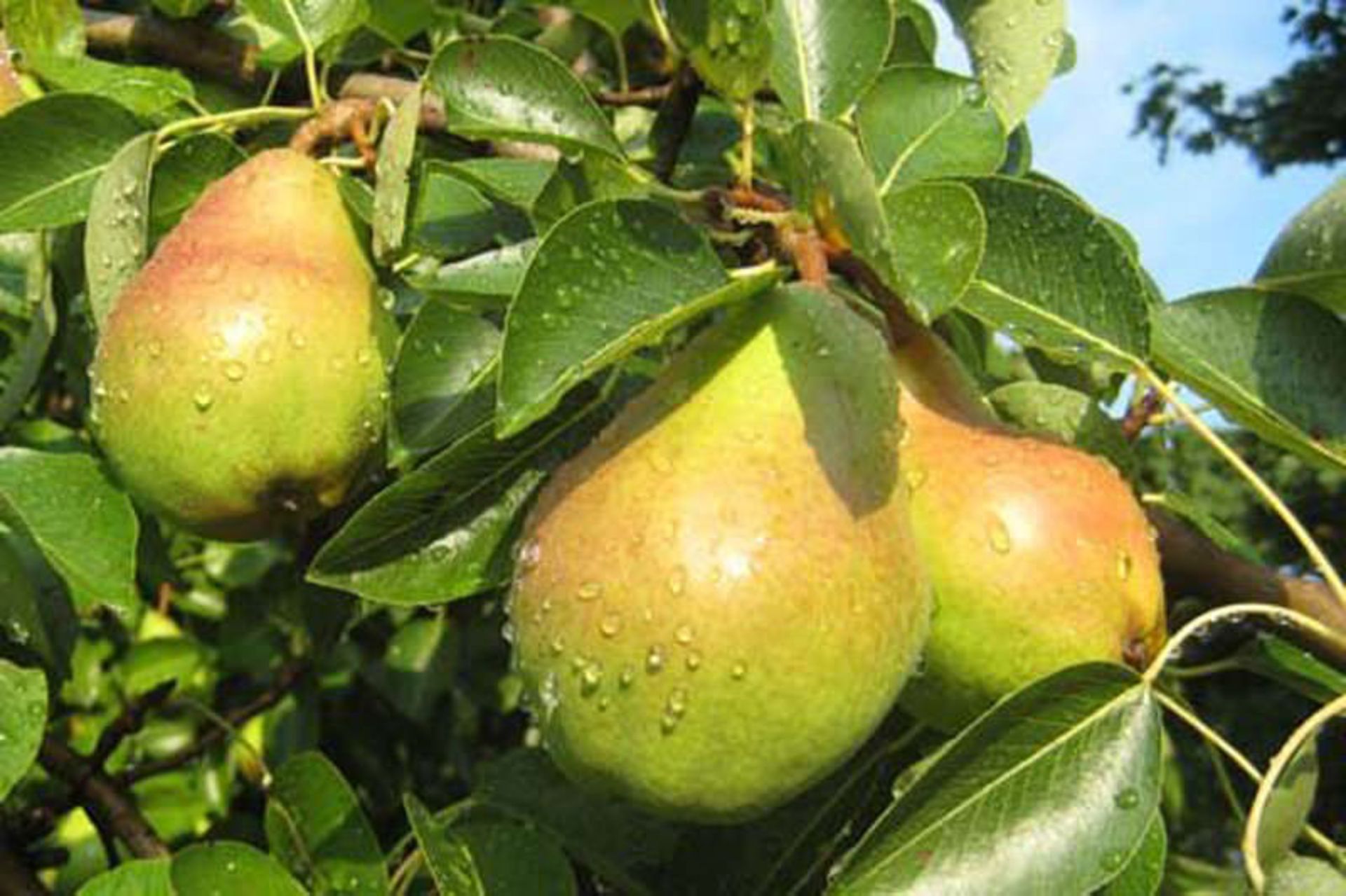 گلابی رسیده نطنز