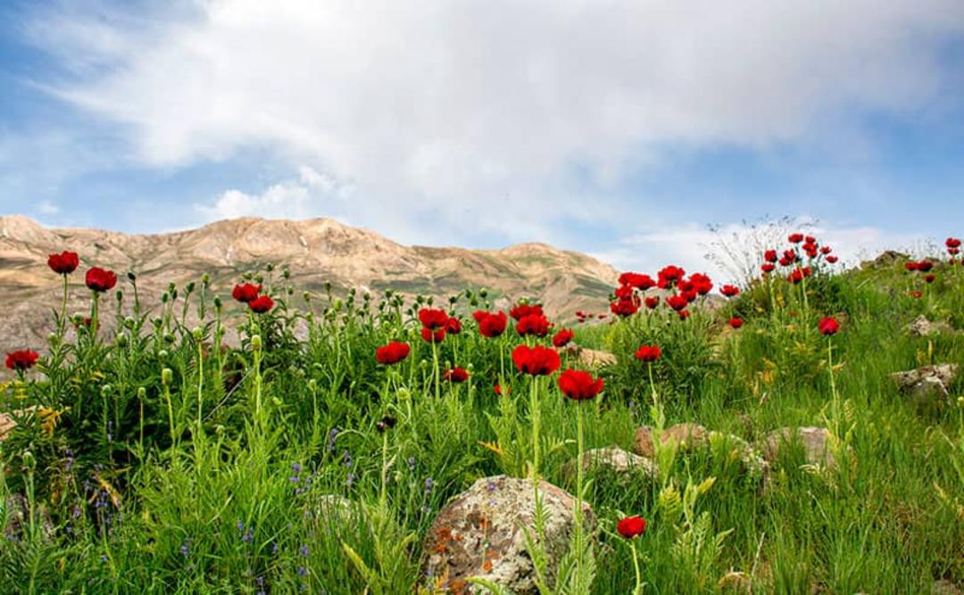 دشت لار در فصل بهار