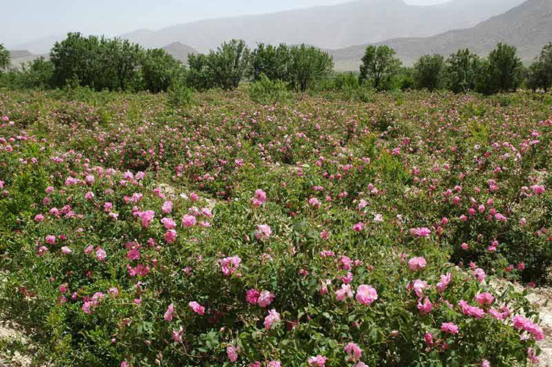 لاله های زیبا و صورتی در دشت لاله های بردسیر کرمان