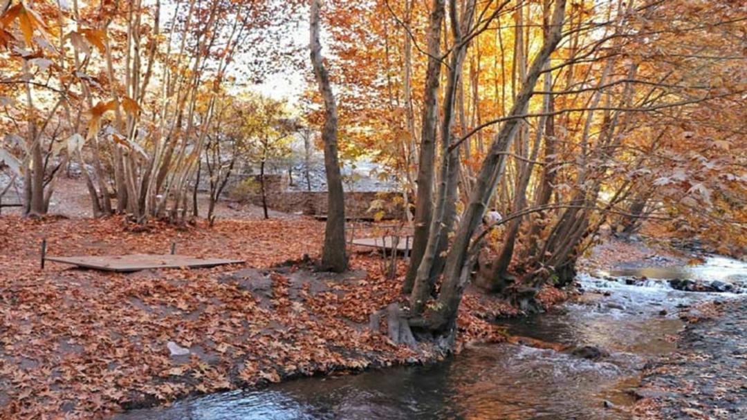 طبیعت پاییزی و درختان نارنجی روستای جاغرق