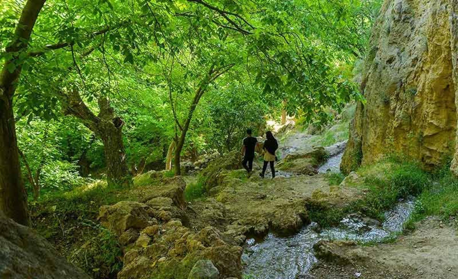 عبور گردشگران در جنگل های سرسبز تنگ بستانک