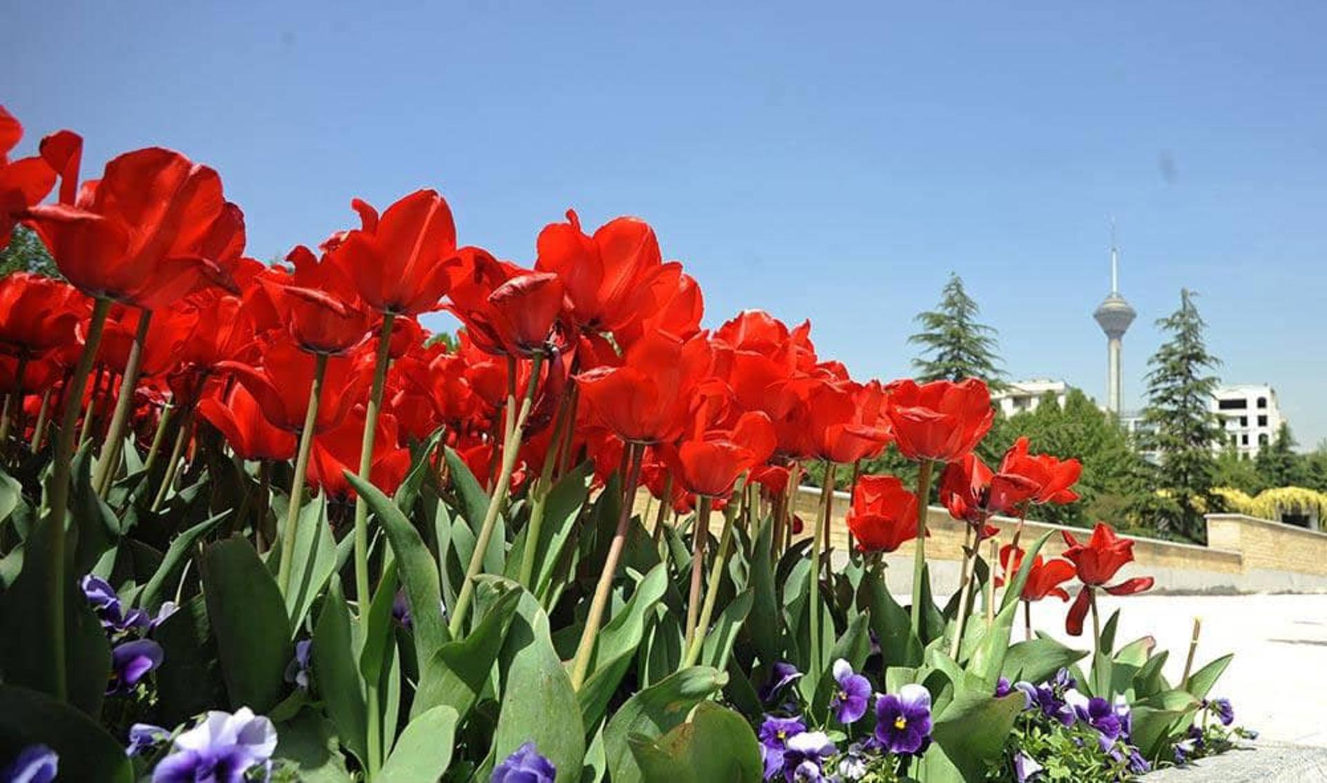 گل‌های لاله پارک گفتگو