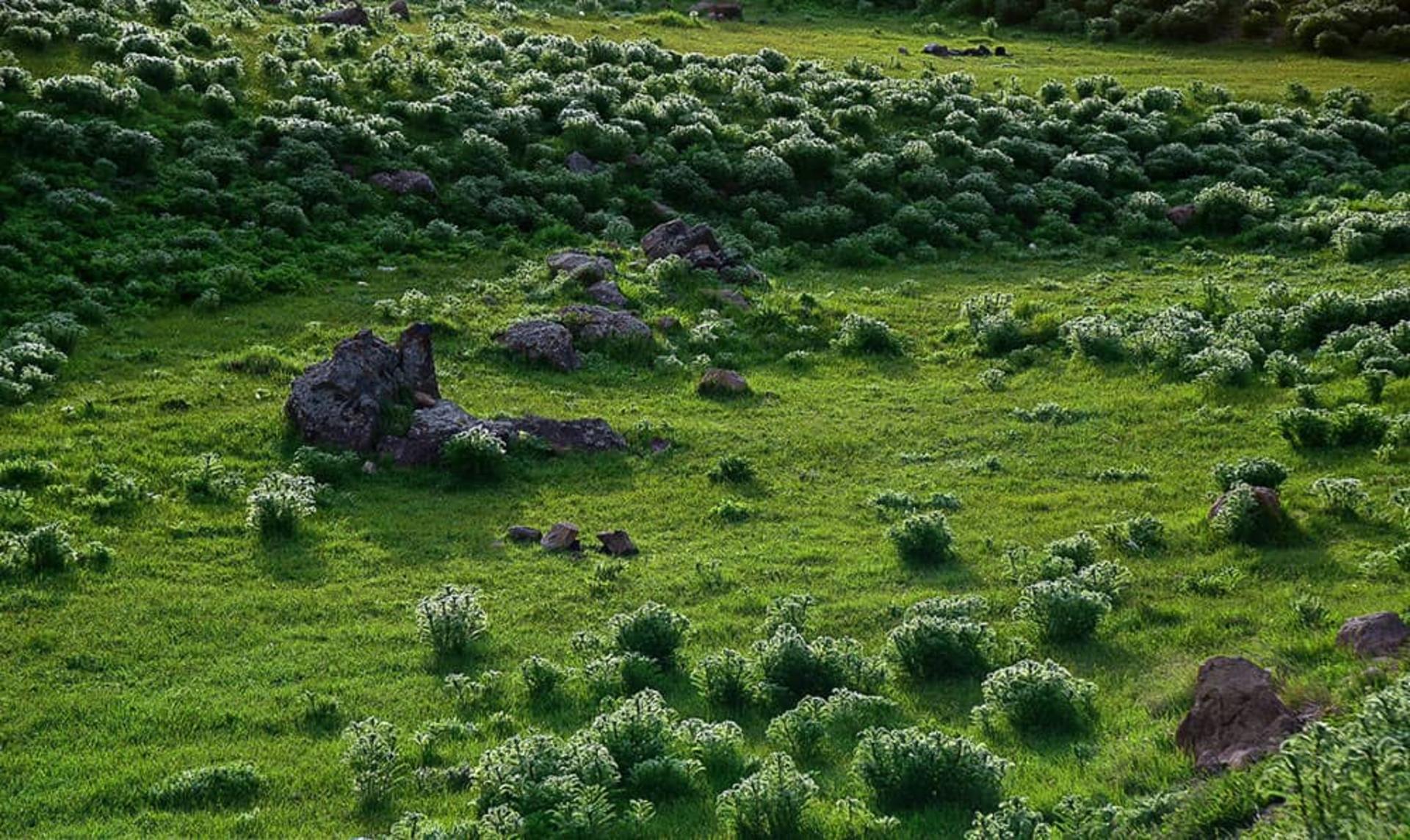 گیاهان دشت لار