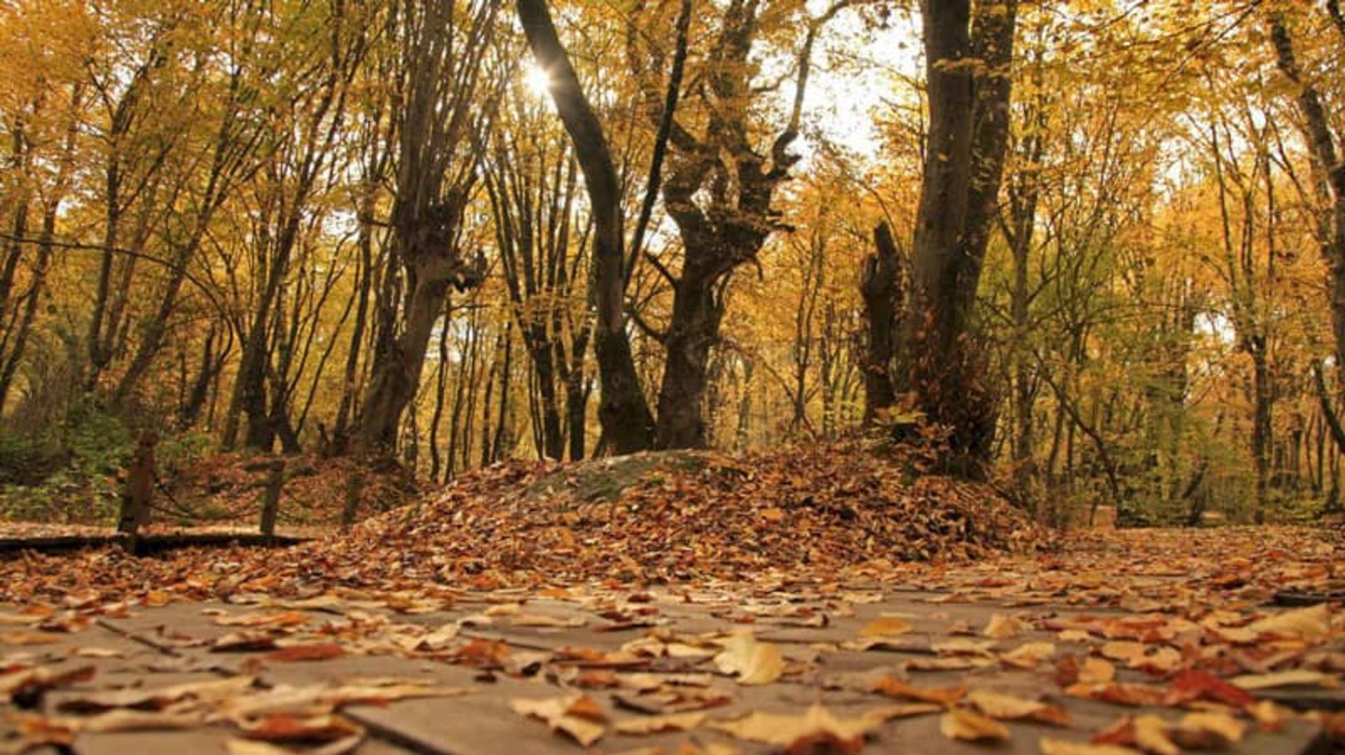 پاییز پارک جنگلی النگدره
