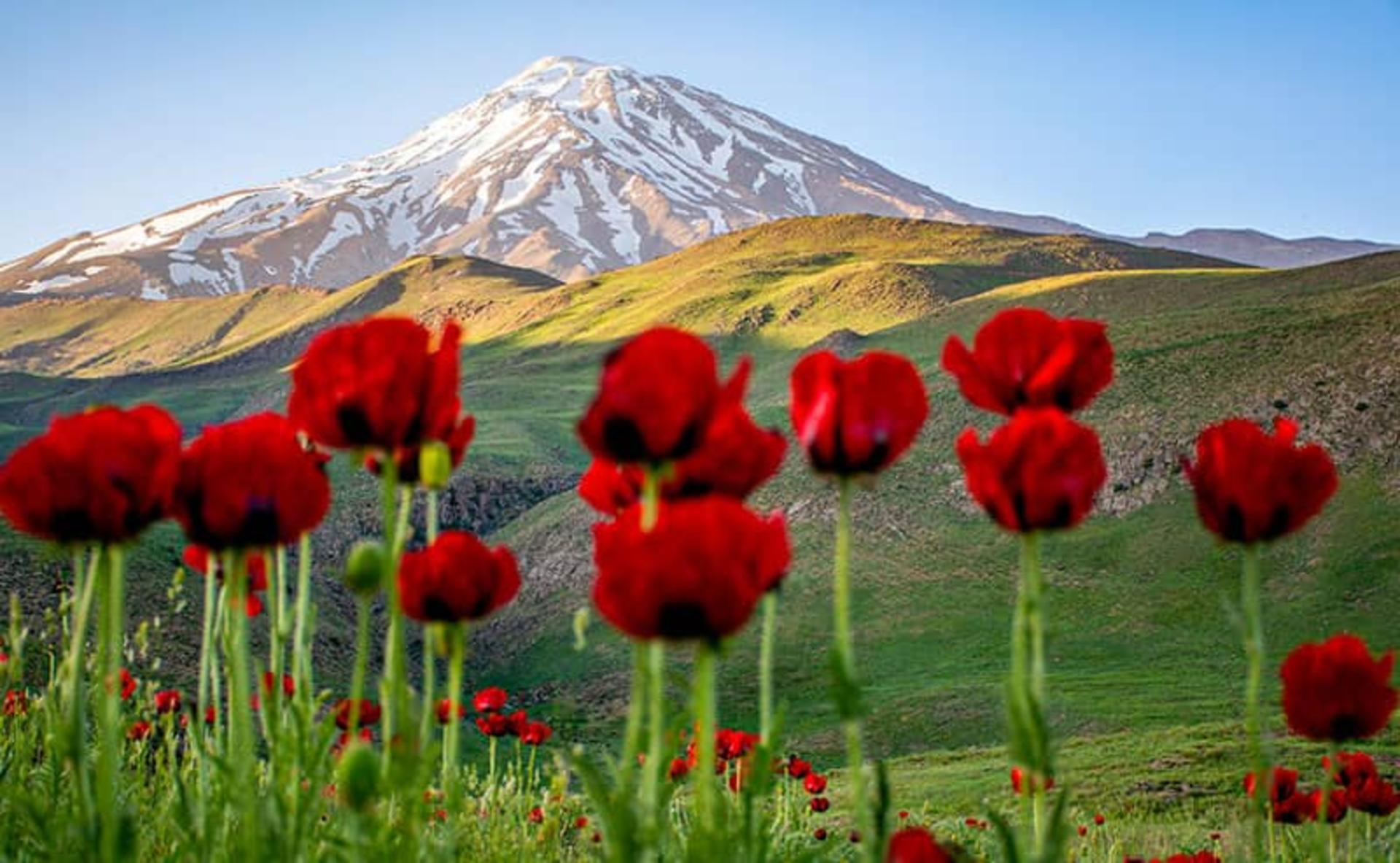 شقایق‌های وحشی دشت لار