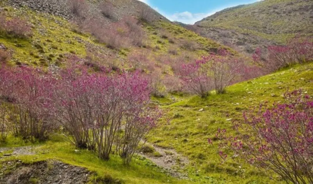ره ارغوان مشهد در فصل بهار با گل های ارغوانی