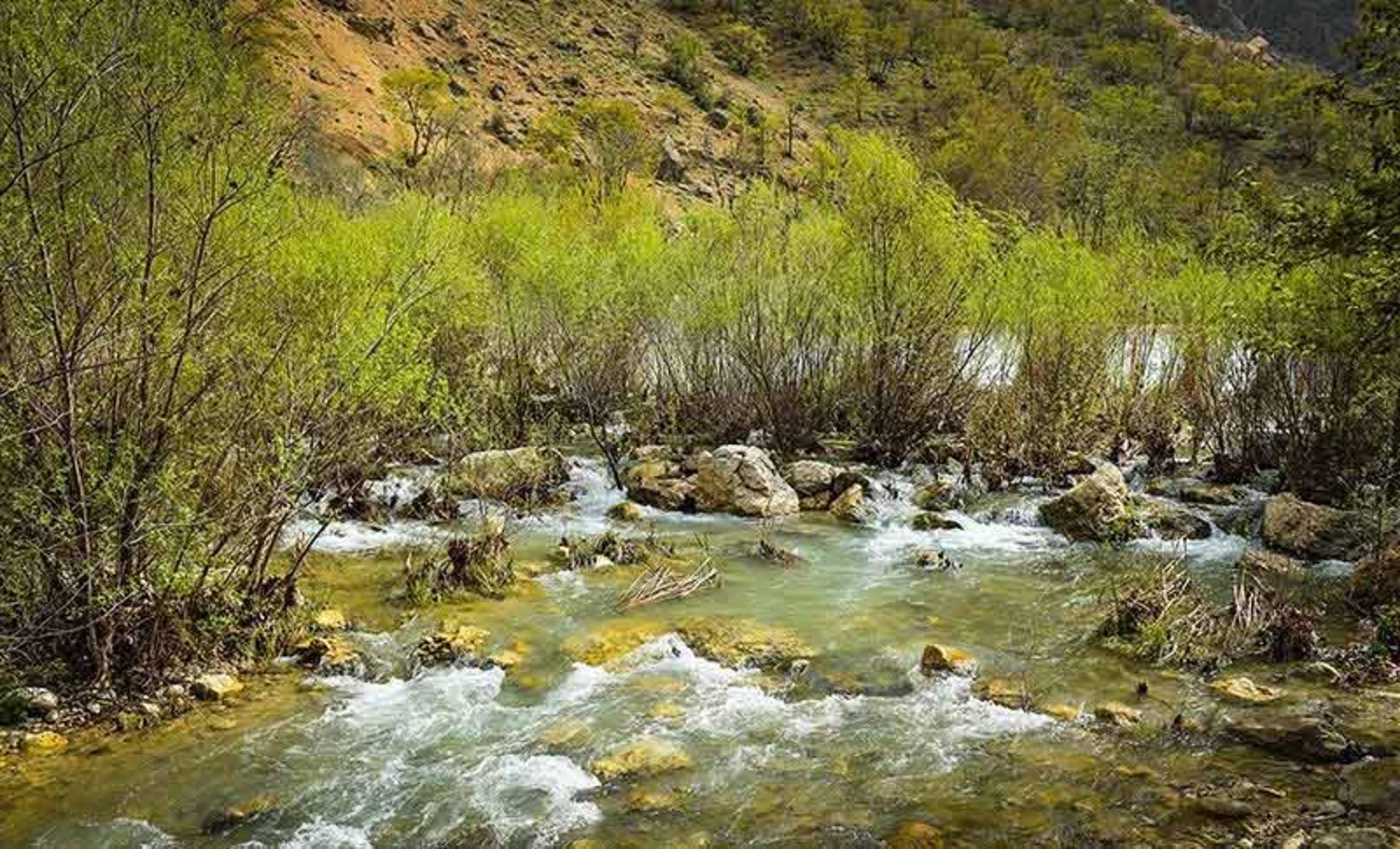 بوته های سبز در حاشیه رودخانه در تنگ بستانک