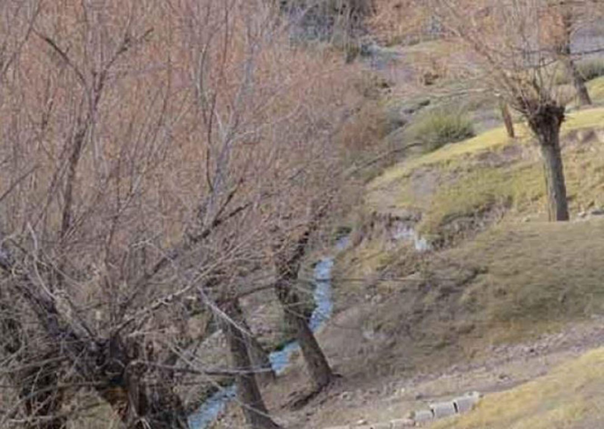 درختان روستای ده لولو در جوار رودخانه