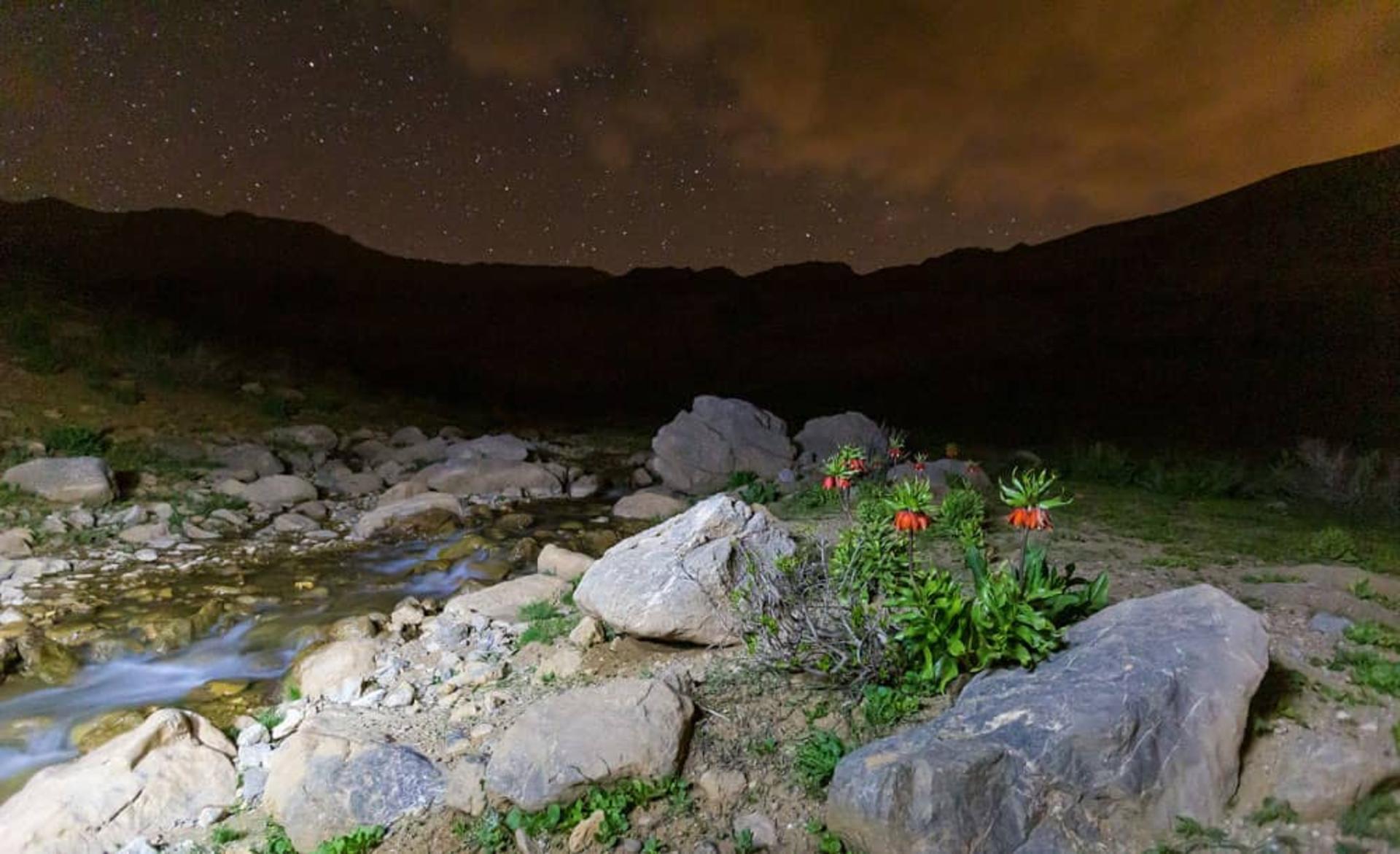 دشت لاله های واژگون کوهرنگ در شب