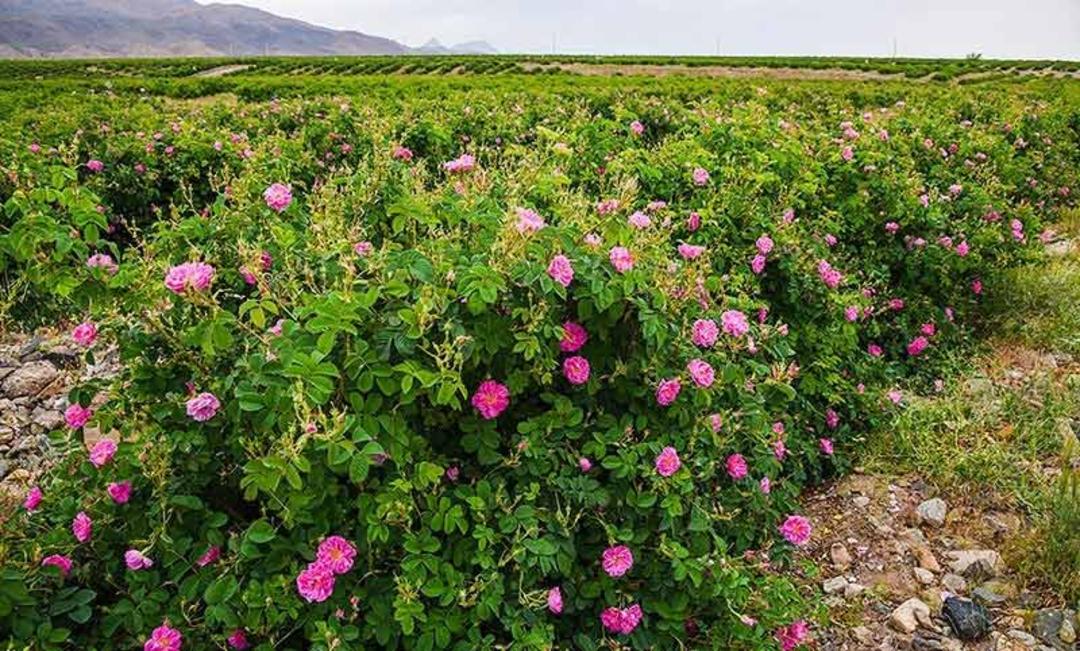 مزرع گل محمدی کاشان پر از گل در اردیبهشت ماه