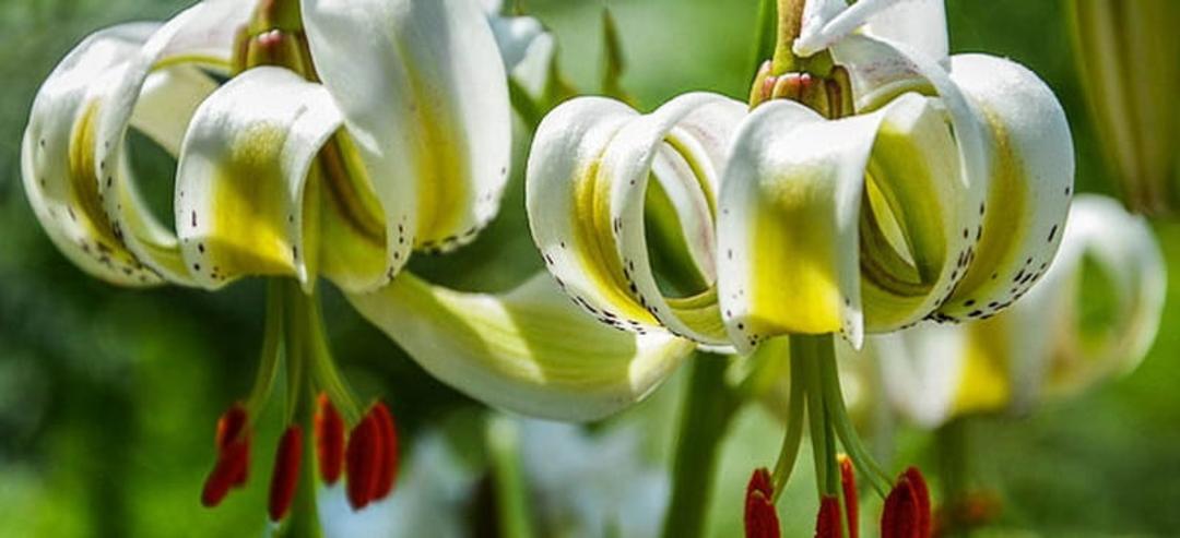 تماشای سوسن چلچراغ