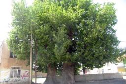 درخت چنار کهنسال سلیمانی شهرستان فیروزه