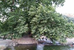 چنارهای روستای کنگاور کهنه