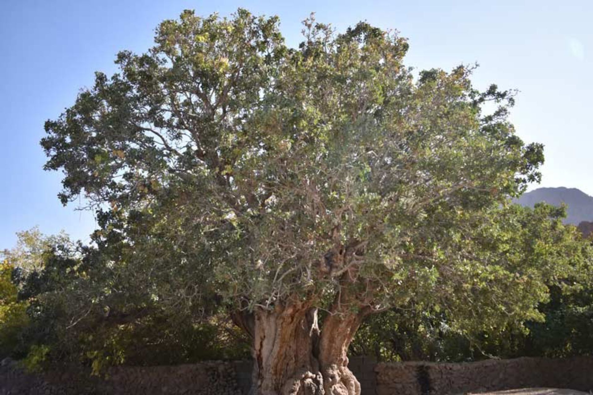 درخت کهنسال پسته اودرج