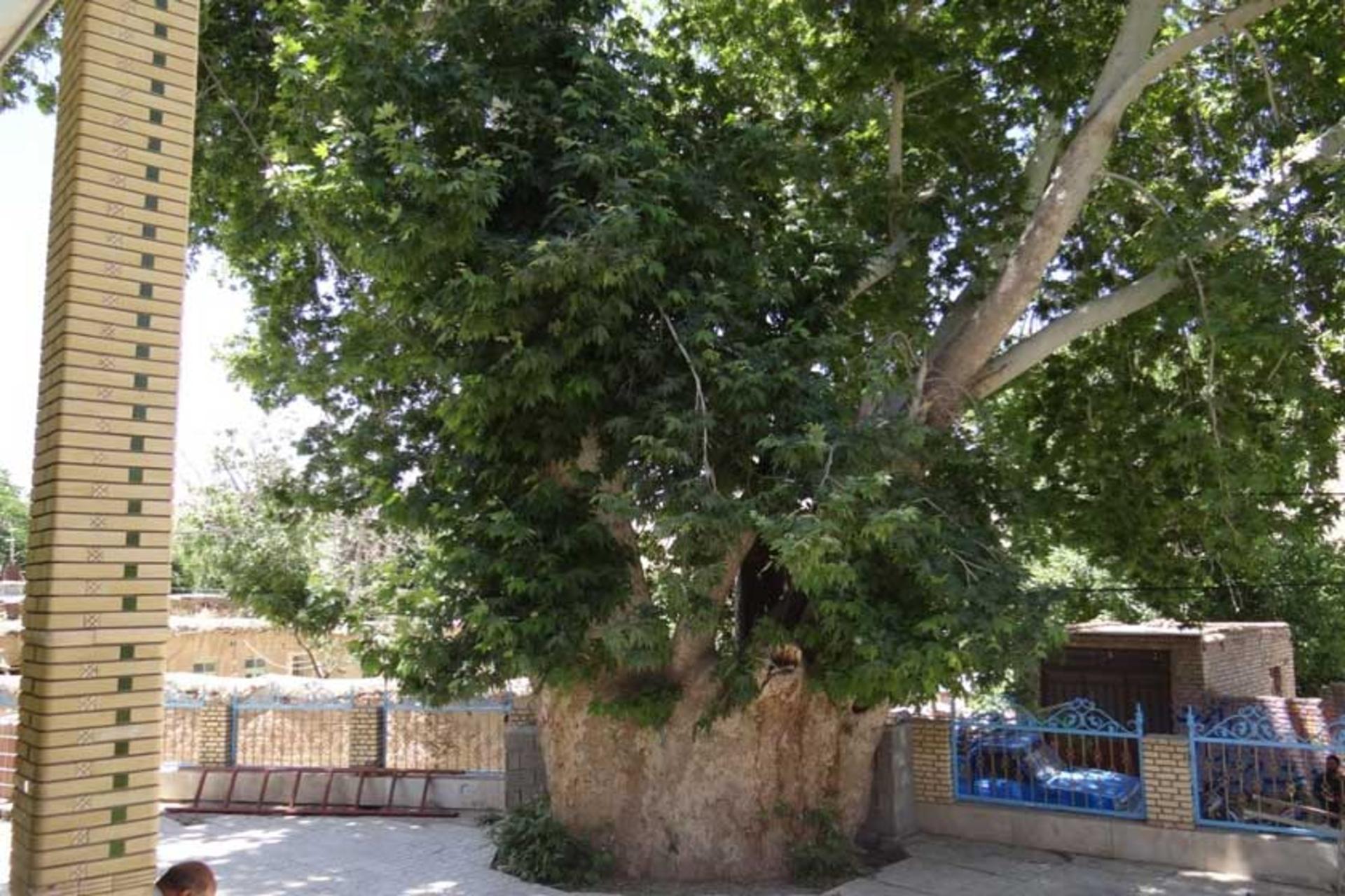 درخت چنار کهنسال مسجد ابوالفضل بادبر