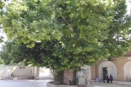 درخت چنار کهنسال تکیه کهنوج معزآباد