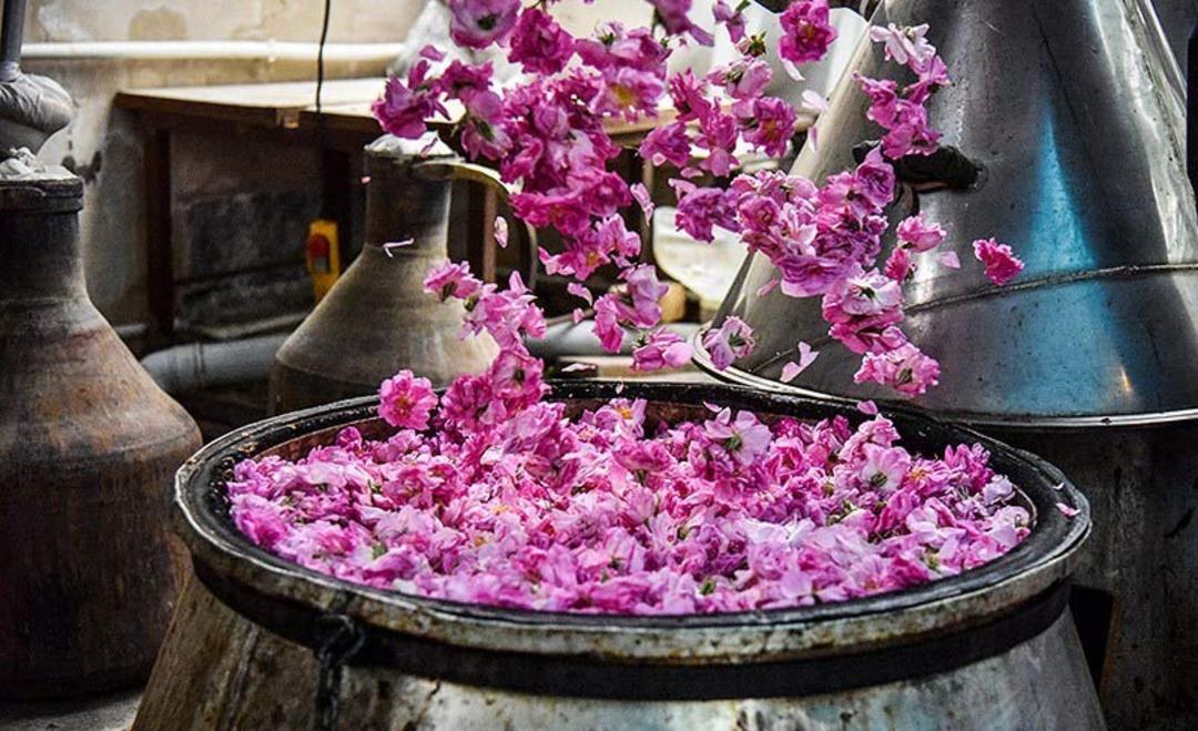 گلاب گیری سنتی در دیگ در کاشان