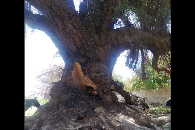 درخت کهنسال پاچنار روستای گینکان