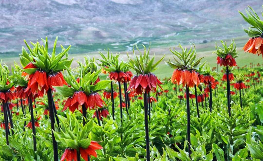 لاله های واژگون کوهرنگ در اردیبهشت ماه زیر آفتاب