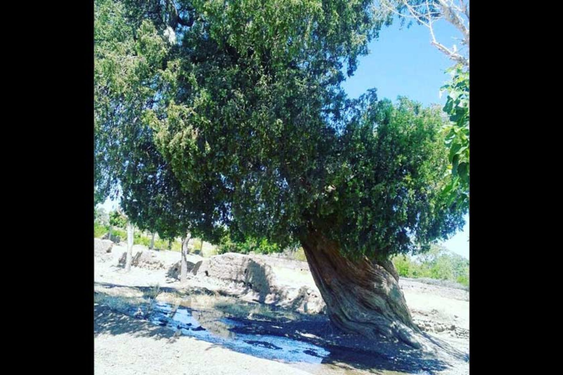 درخت نوش کهنسال هدک بردسکن