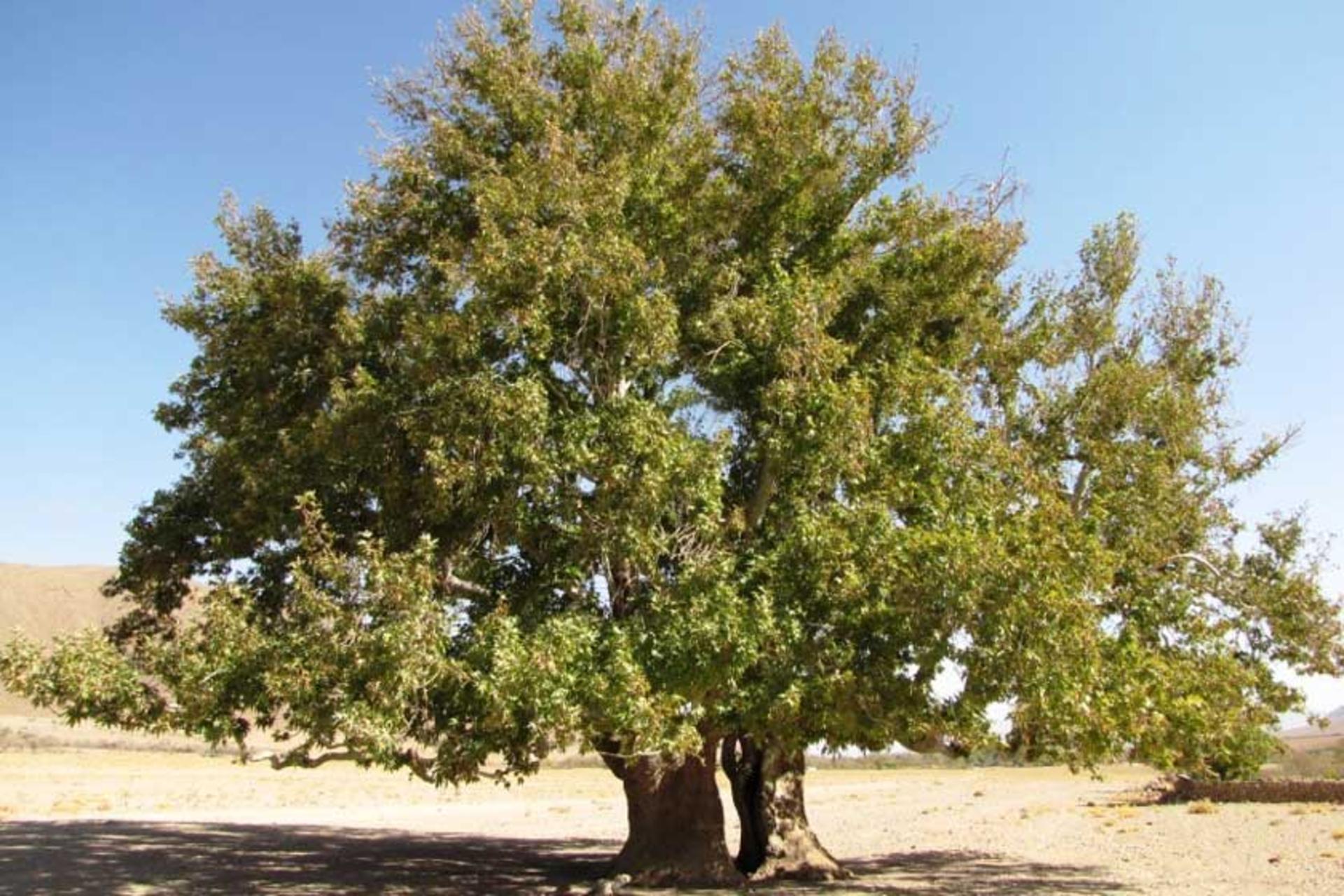درخت چنار کهنسال حسین کویتی