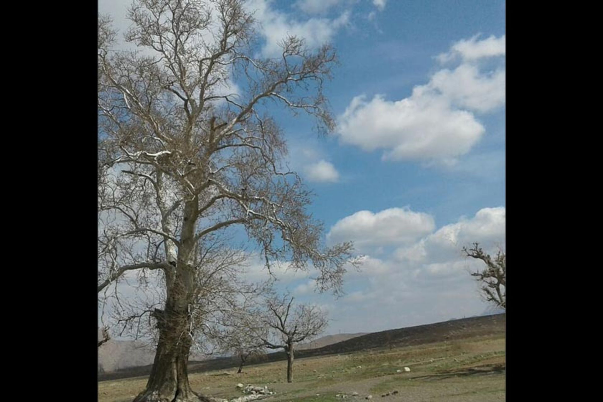 درختان چنار کهنسال بیجورد