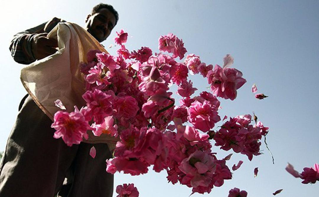 گل سرخ های چیده شده و کشاورز کاشانی در مزرعه گل سرخ