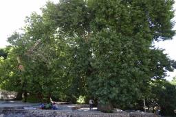 درختان چنار کهنسال چشمه پیرکدویه
