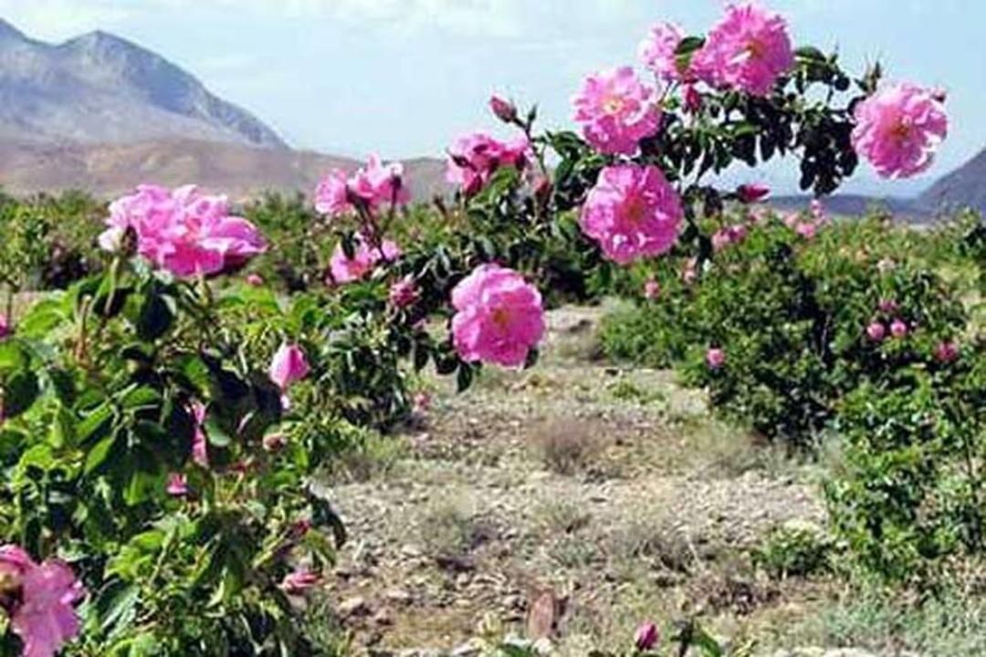 بوته های گل سرخ کاشان در مزارع