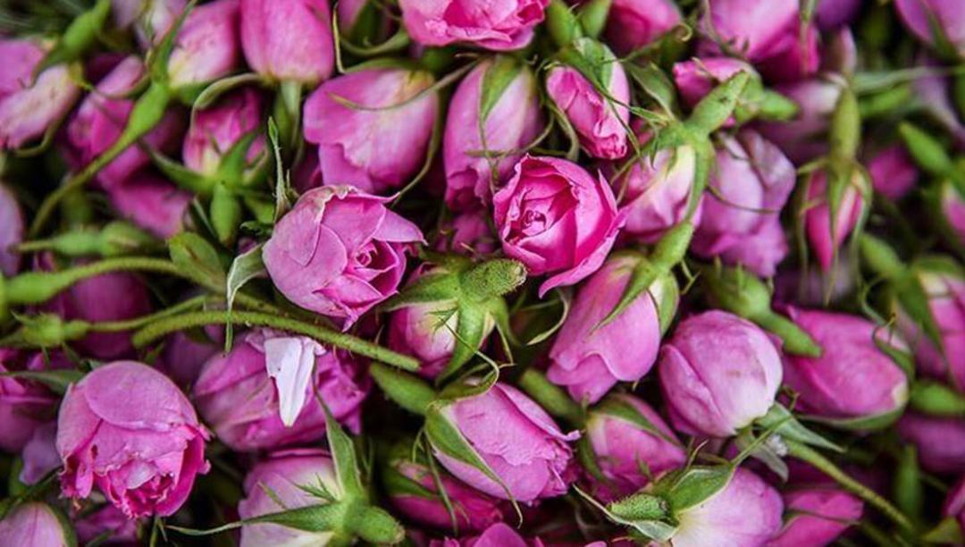 گل های محمدی کاشان در مراسم گلاب گیری