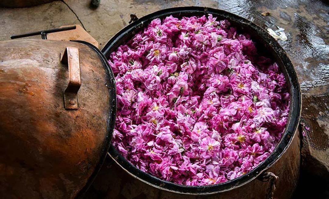 دیگ مسی پر از گل سرخ در گلاب گیری کاشان