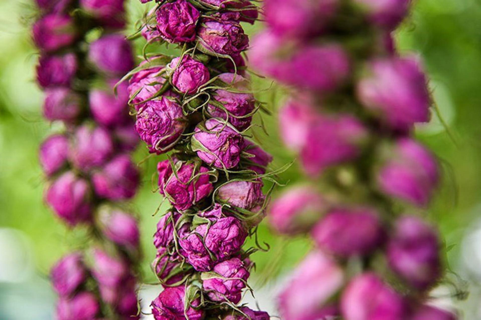 ریسه های غنچه گل محمدی در جشنواره گلاب گیری کاشان