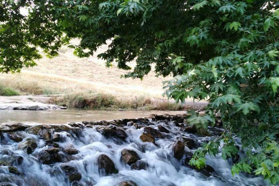 چنارهای روستای کنگاور کهنه