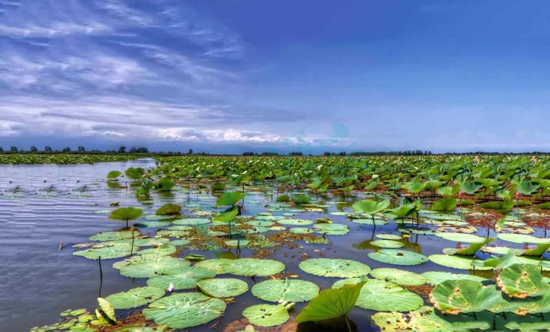 طبیعت زیبای تالاب در بهار