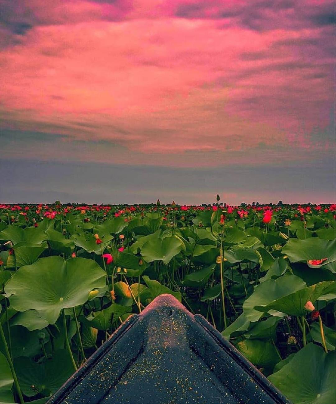 منظره تالاب انزلی در غروب آفتاب