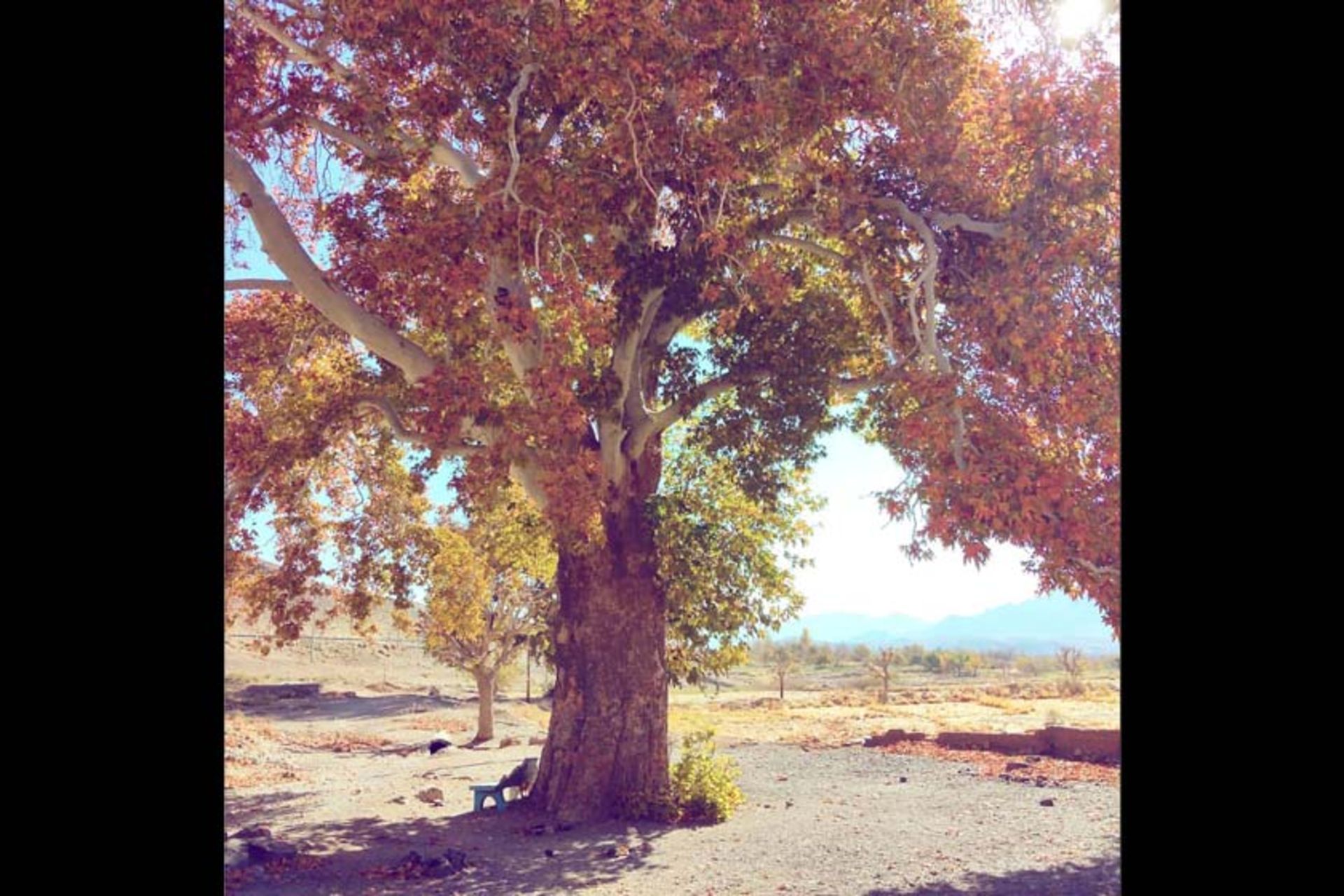 درختان چنار کهنسال بیجورد