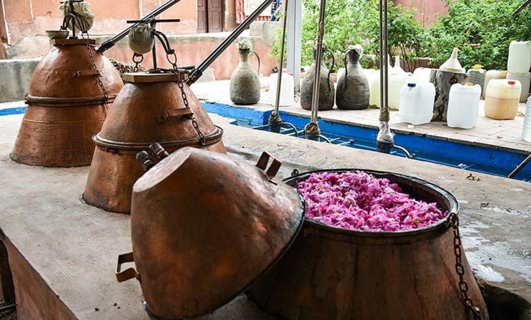 دیگ های مسی پر از گل محمدی در مراسم گلاب گیری کاشان