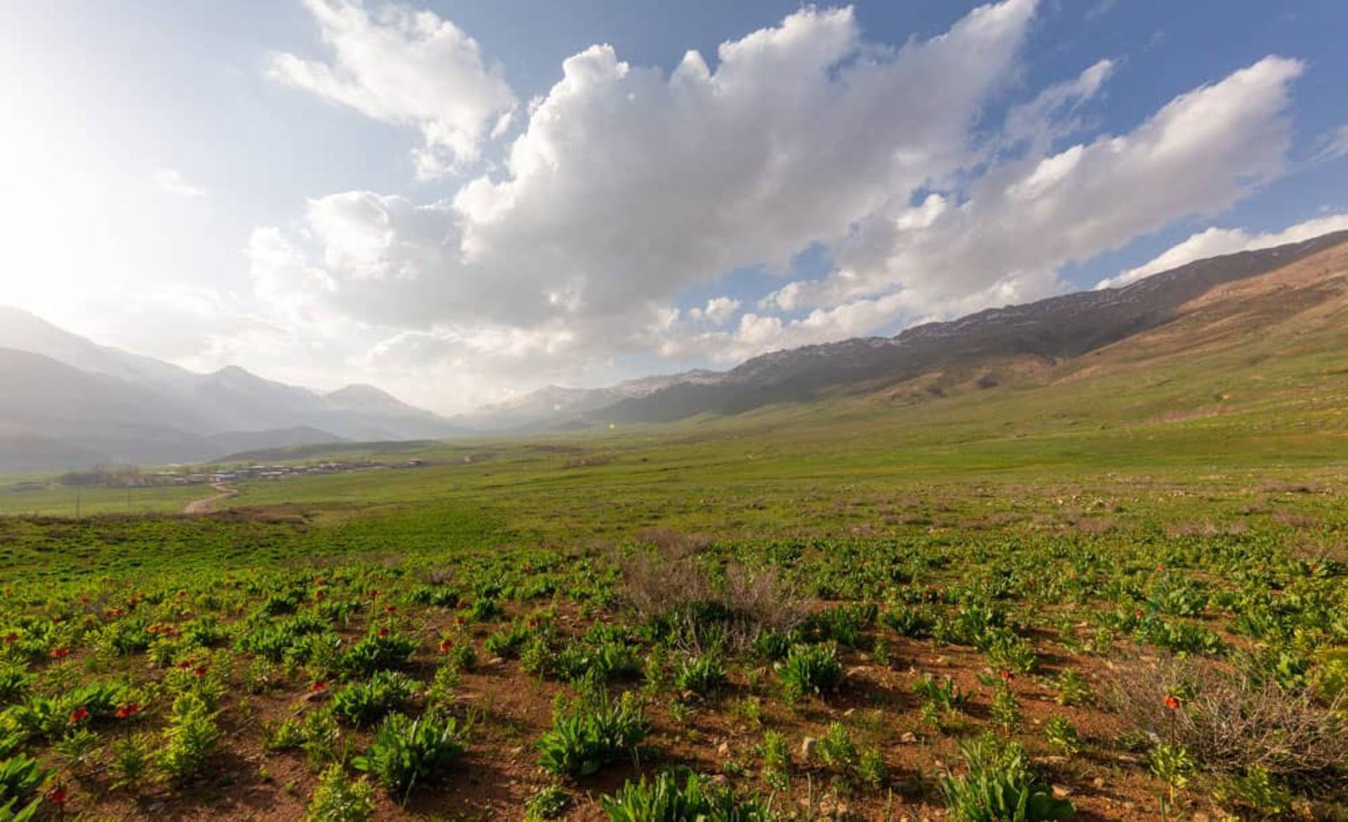 سرسبزی دشت لاله های واژگون کوهرنگ