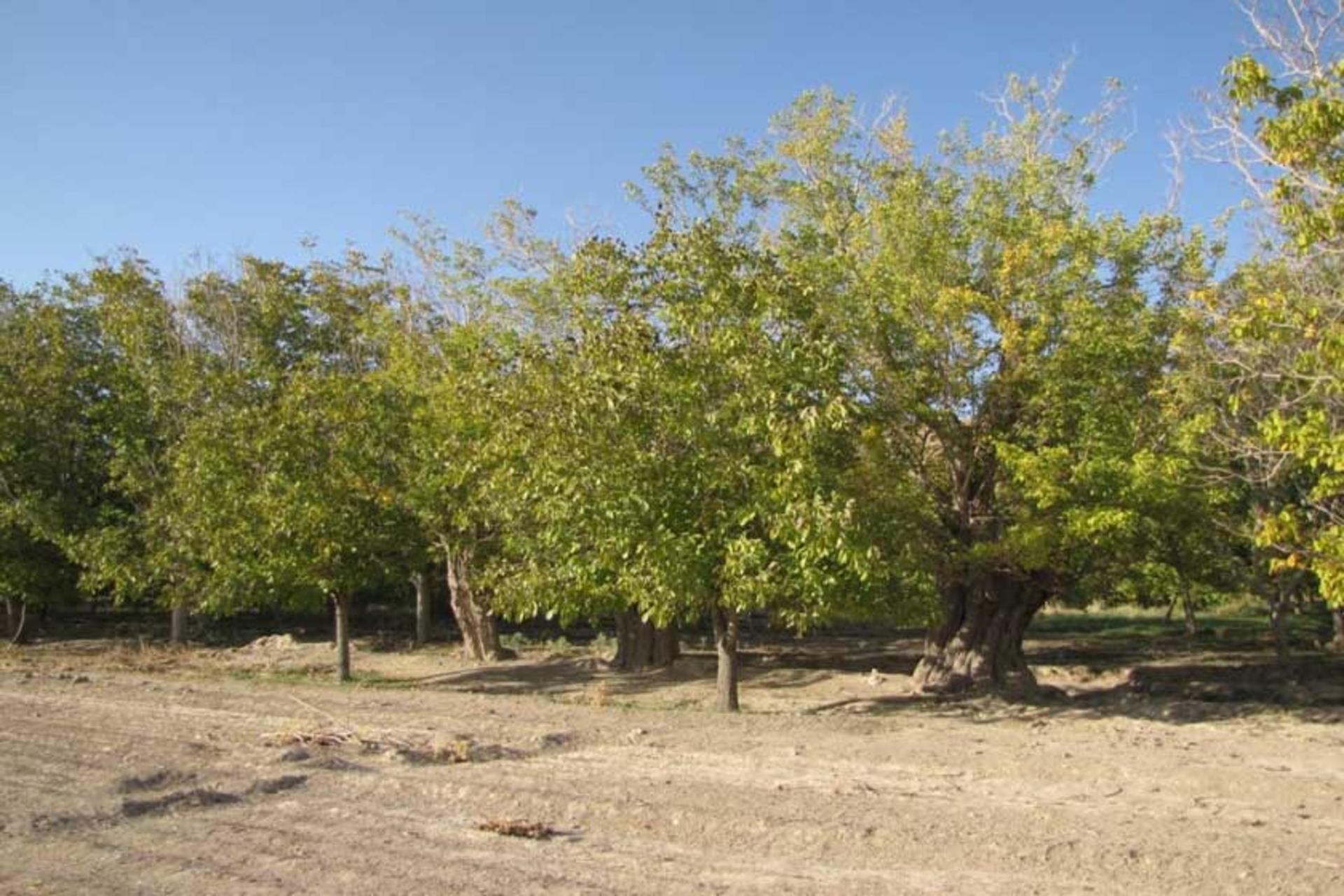 توتستان کهنسال امامزاده بزم