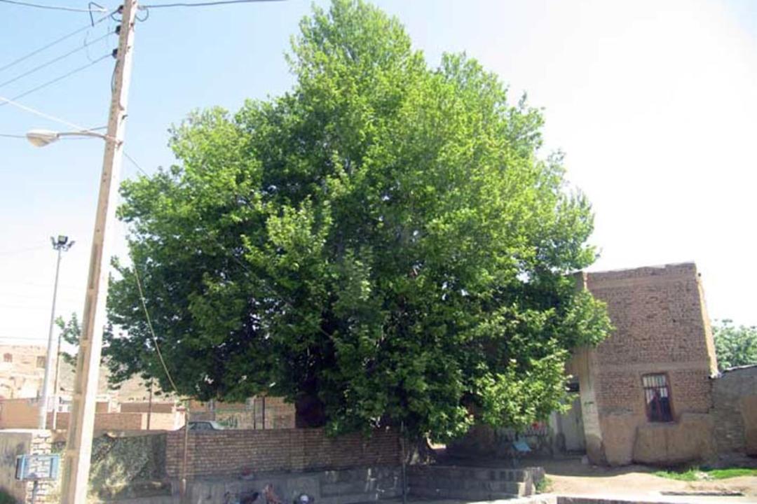 درخت چنار کهنسال سلیمانی شهرستان فیروزه