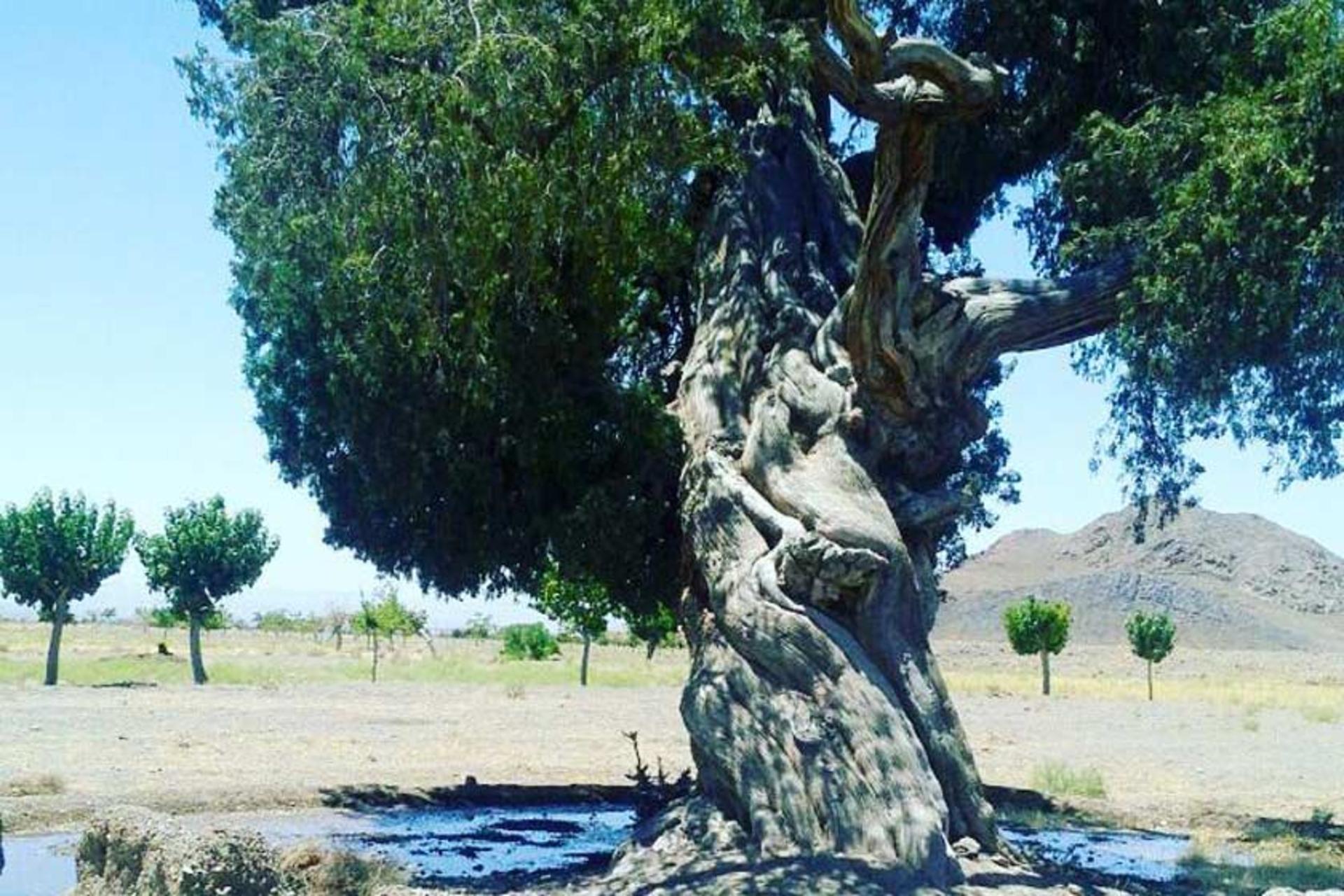 درخت نوش کهنسال هدک بردسکن