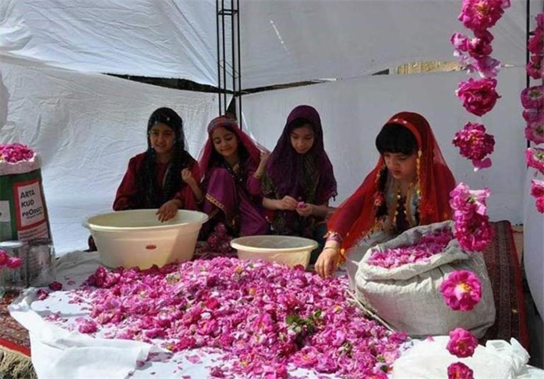 بانوان کاشانی در حال گلاب گیری در مزارع کاشان