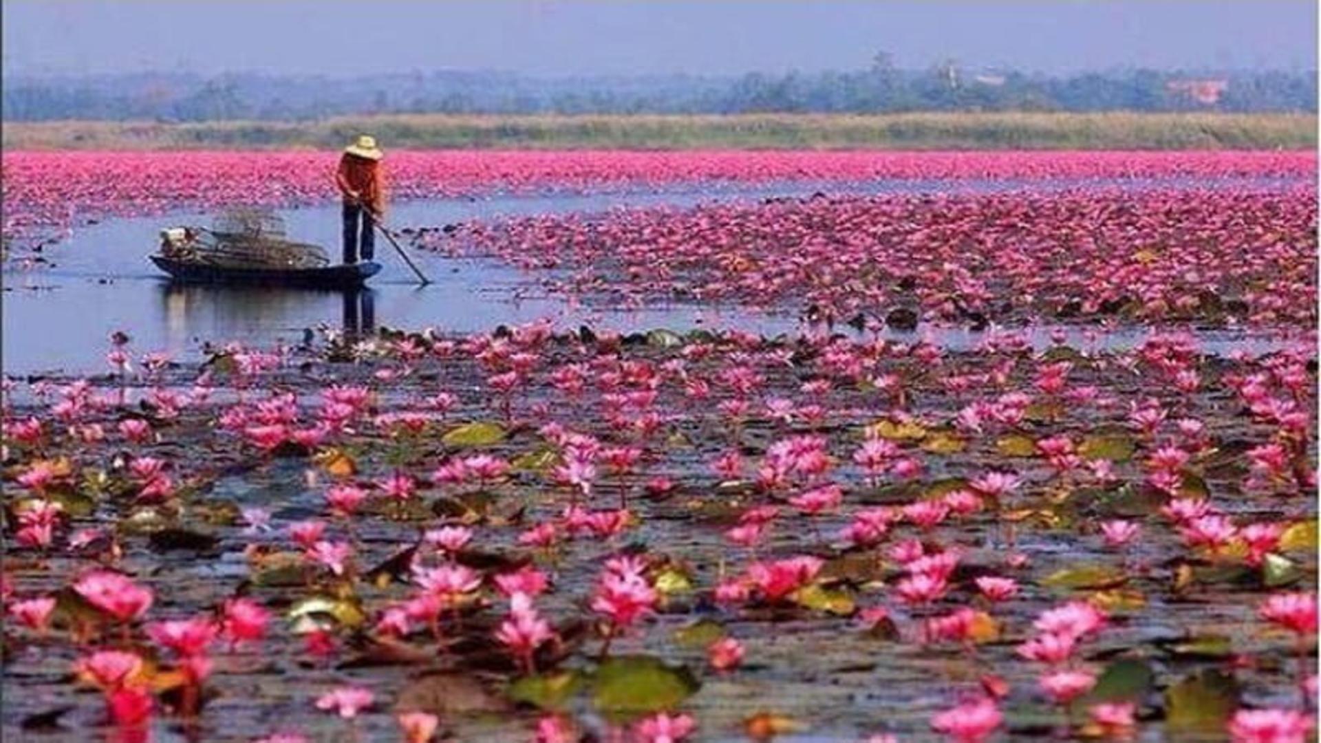 عکس تالاب انزلی