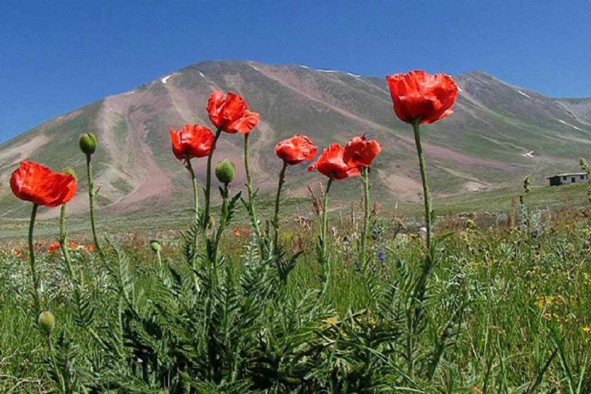 گل‌های شقایق در دامنه سهند