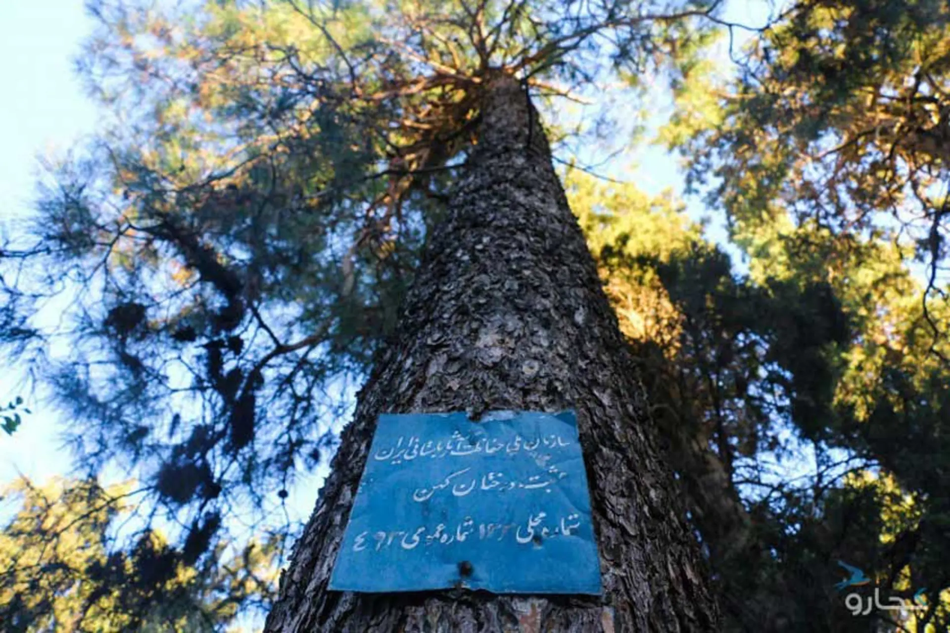 درختی در باغ نظر
