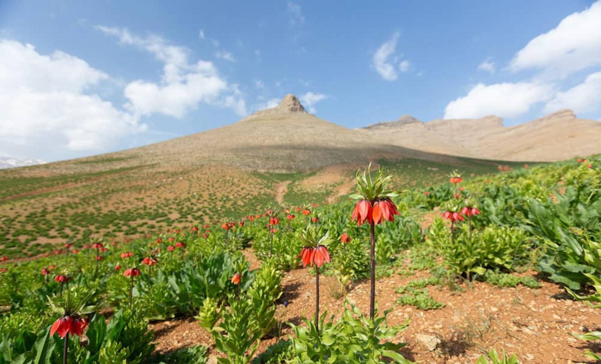 کوه‌های دشت لاله های واژگون کوهرنگ