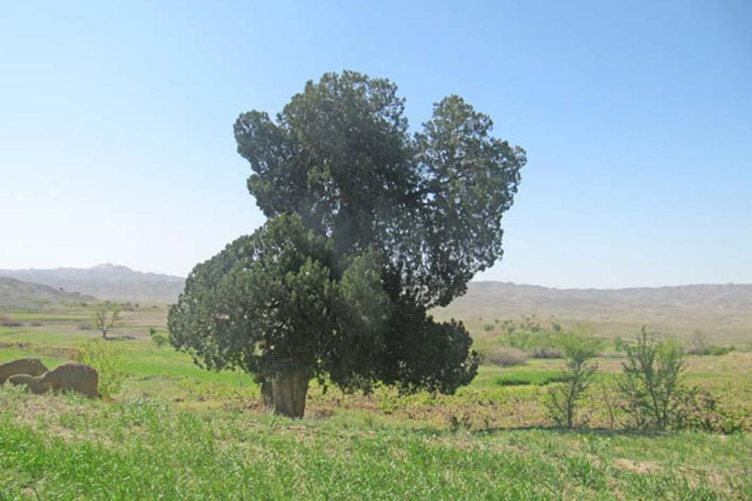 درخت سرو کهنسال فیض آباد شهرستان فیروزه